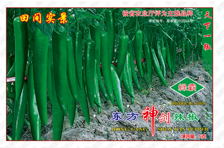 东方神剑种子