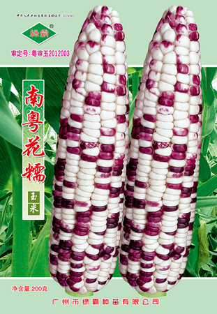 南粤花糯玉米种子