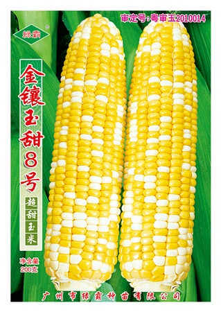 金镶玉甜8号玉米种子